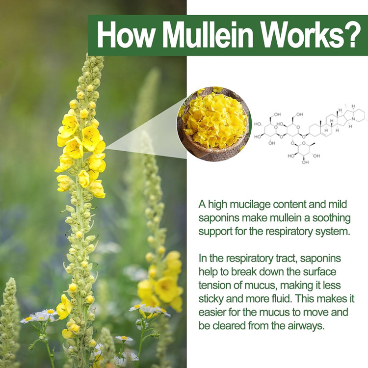 mullein gummies